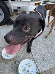 Found/Stray Male Dog last seen On bay dr se and around Pryor street behind dodges at the end of Hollywood!, Fort Walton Beach, FL 32548