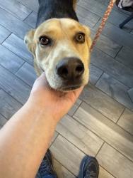 Shelter Stray Female Dog last seen Near N Ruggles Ferry Pike, Knox County GP, TN, 3201 Division St, Knoxville, TN 37919, USA