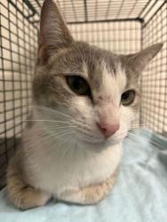 Shelter Stray Female Cat last seen Near Brentway Cir, Knox County GP, TN, 3201 Division St, Knoxville, TN 37919, USA