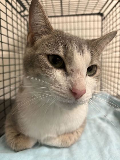Shelter Stray Female Cat last seen Near Brentway Cir, Knox County GP, TN, 3201 Division St, Knoxville, TN 37919, USA