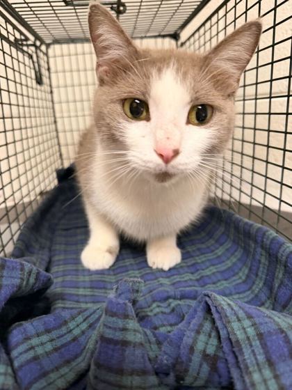 Shelter Stray Female Cat last seen Broad Acres Community/ Bell campground rd, City of Knoxville GP, TN, 3201 Division St, Knoxville, TN 37919, USA