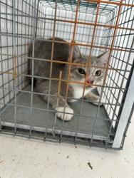 Shelter Stray Female Cat last seen Near W. Beaver Creek Dr., Knox County ASO, TN, 3201 Division St, Knoxville, TN 37919, USA