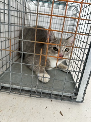 Shelter Stray Female Cat last seen Near W. Beaver Creek Dr., Knox County ASO, TN, 3201 Division St, Knoxville, TN 37919, USA