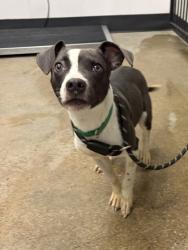 Shelter Stray Female Dog last seen Near Saxe, 4th District, OH, 9203 Detroit Ave, Cleveland, OH 44102, USA