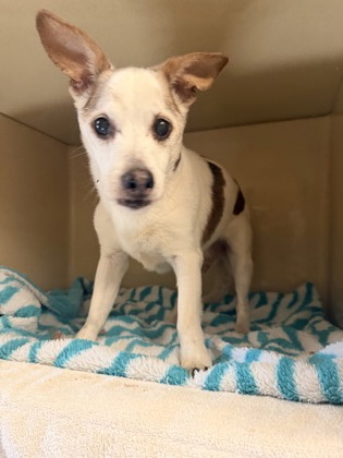 Shelter Stray Male Dog last seen W. 14 & Rowley, 2nd District, OH, 9203 Detroit Ave, Cleveland, OH 44102, USA