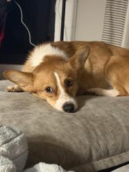 Lost Male Dog last seen 183A Toll Road, Grayson Neighborhood, The Smile Doc, Leander, TX 78641