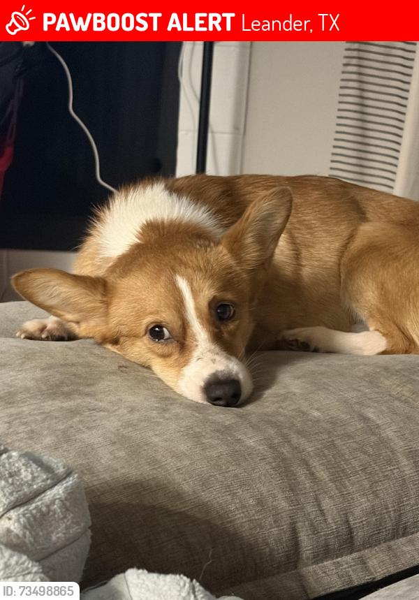 Lost Male Dog last seen 183A Toll Road, Grayson Neighborhood, The Smile Doc, Leander, TX 78641