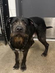 Shelter Stray Male Dog last seen Near Lakeshore, 5th District, OH, 9203 Detroit Ave, Cleveland, OH 44102, USA