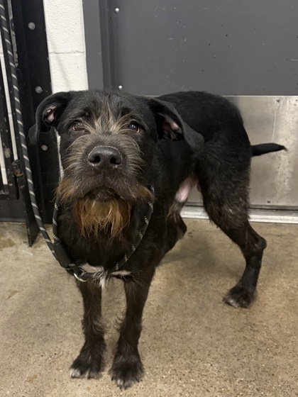 Shelter Stray Male Dog last seen Near Lakeshore, 5th District, OH, 9203 Detroit Ave, Cleveland, OH 44102, USA