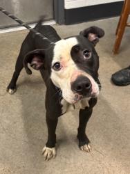 Shelter Stray Male Dog last seen Near Huntmere, 5th District, OH, 9203 Detroit Ave, Cleveland, OH 44102, USA