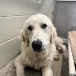Shelter Stray Male Dog last seen Near Cobble Brook Dr, Rancho Cordova, CA, 6201 Florin Perkins Rd, Sacramento, CA 95828, USA