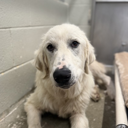 Shelter Stray Male Dog last seen Near Cobble Brook Dr, Rancho Cordova, CA, 6201 Florin Perkins Rd, Sacramento, CA 95828, USA