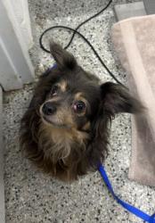 Shelter Stray Female Dog last seen E 87th St & Blue Ridge Blvd, 64138, 64138, MO, 7077 Elmwood Ave, Kansas City, MO 64132, USA