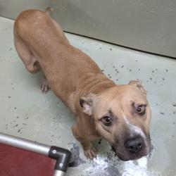 Shelter Stray Male Dog last seen Near N TOOMBS ST, Valdosta-31601, GA, 337 Gil Harbin Industrial Blvd, Valdosta, GA 31601, USA