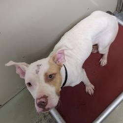 Shelter Stray Female Dog last seen Near CANNA PL, Valdosta-31602, GA, 337 Gil Harbin Industrial Blvd, Valdosta, GA 31601, USA
