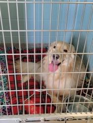 Shelter Stray Male Dog last seen 106th St and Lantern Rd, Noblesville City, IN, 10501 Hague Rd, Fishers, IN 46038, USA