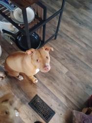 Lost Female Dog last seen Gap Creek Rd, Greer, SC 29651