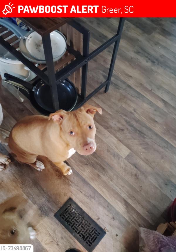 Lost Female Dog last seen Gap Creek Rd, Greer, SC 29651