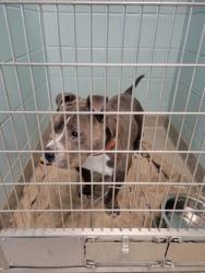 Shelter Stray Male Dog last seen 99th St and Westfield Blvd, Carmel City, IN, 10501 Hague Rd, Fishers, IN 46038, USA