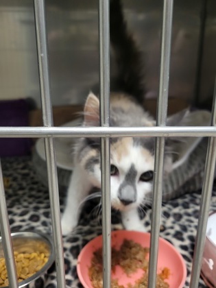 Shelter Stray Female Cat last seen Atlantic Rd and N 113th St, Hamilton County, IN, 10501 Hague Rd, Fishers, IN 46038, USA