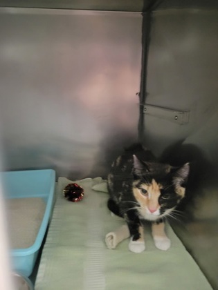 Shelter Stray Female Cat last seen Atlantic Rd and N 113th St, Hamilton County, IN, 10501 Hague Rd, Fishers, IN 46038, USA