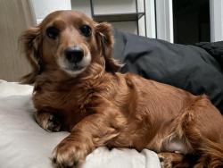 Reunited Female Dog last seen Near Autumn Mist Rd, Statesville, NC 28677, USA, Statesville, NC 28677