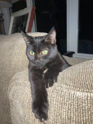 Lost Female Cat last seen West of Compassion Church, Dickson, TN 37055