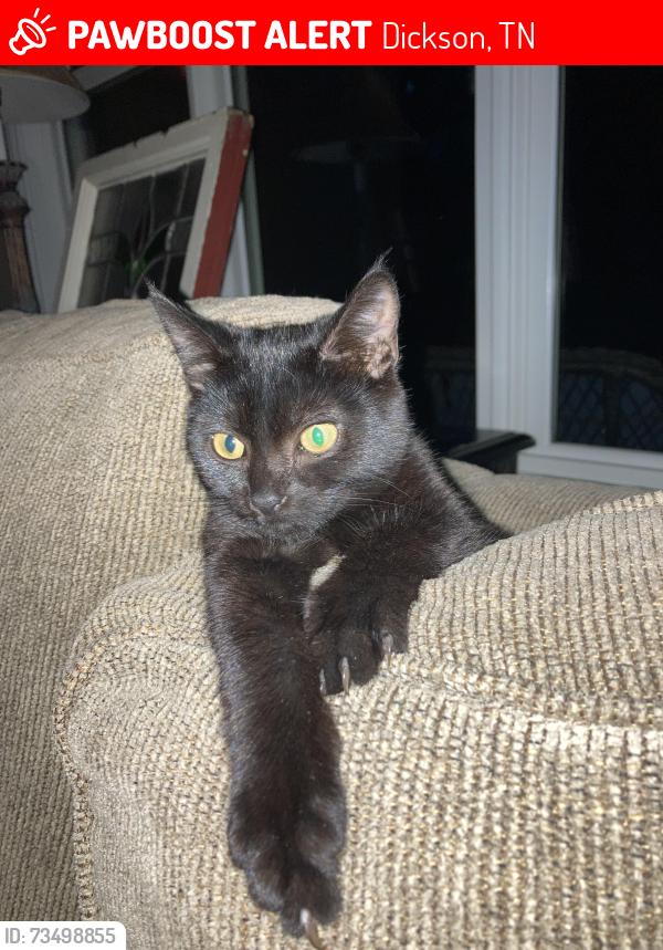 Lost Female Cat last seen West of Compassion Church, Dickson, TN 37055
