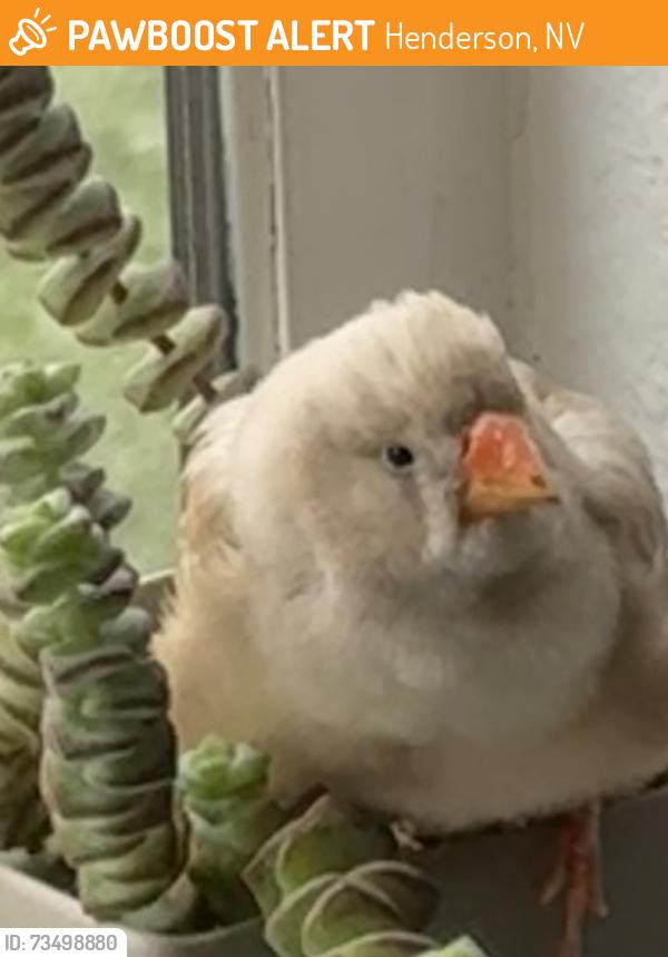 Found/Stray Unknown Bird last seen Valle Verde / Windmill, Henderson, NV 89074