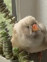 Found/Stray Unknown Bird last seen Valle Verde / Windmill, Henderson, NV 89074