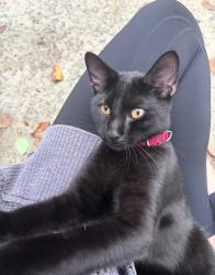 Reunited Male Cat last seen Highway 42, Sanford, NC 27330