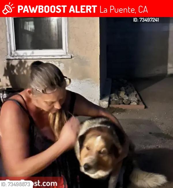 Lost Female Dog last seen Near E. Harvest moon street, La Puente, CA 91744
