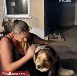 Lost Female Dog last seen Near E. Harvest moon street, La Puente, CA 91744