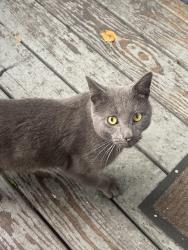 Found/Stray Male Cat last seen Colorado ave and Denver Ave, Bridgeport, CT 06605