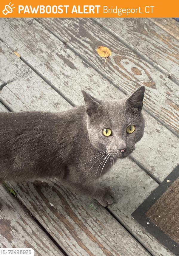 Found/Stray Male Cat last seen Colorado ave and Denver Ave, Bridgeport, CT 06605