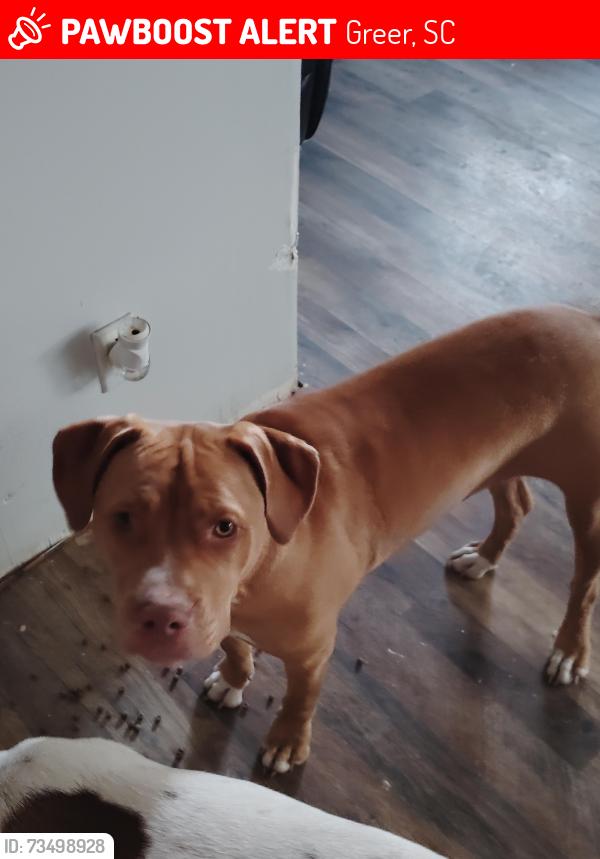 Lost Female Dog last seen Gap Creek Rd, Greer, SC 29651