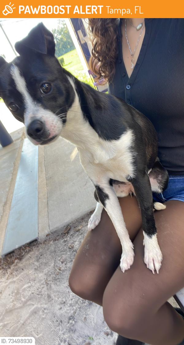Found/Stray Female Dog last seen North 15th street Tampa, Tampa, FL 33603