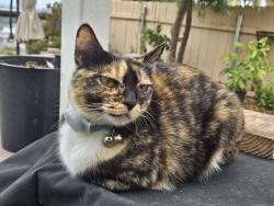 Lost Female Cat last seen Osgood way, san Diego, ca 92126, San Diego, CA 92126