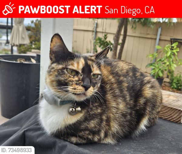 Lost Female Cat last seen Osgood way, san Diego, ca 92126, San Diego, CA 92126