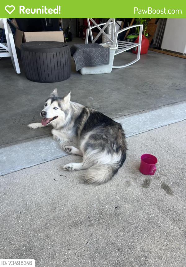 Reunited Female Dog last seen Beulah rd & Helms rd, Escambia County, FL 32526