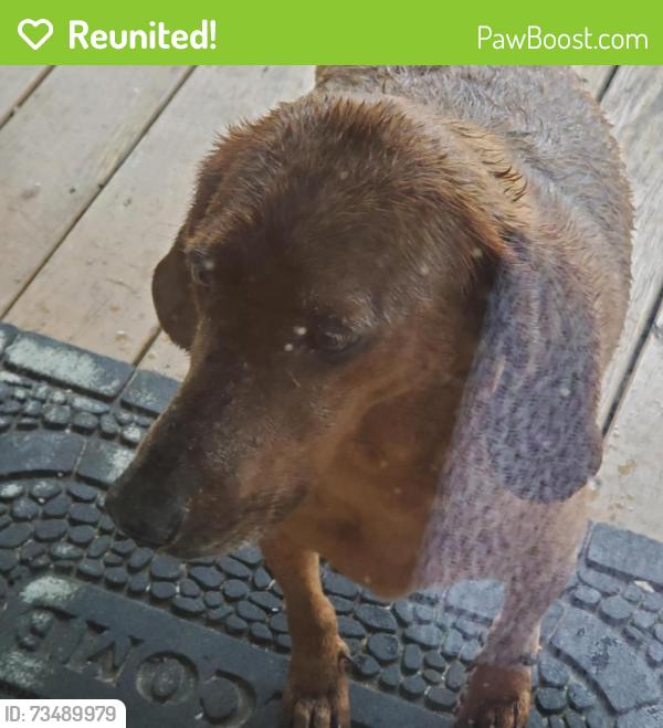 Reunited Female Dog last seen Dutchie Lane, Hendersonville, NC 28739