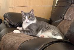 Lost Male Cat last seen Sonora and Avenida Ramirez, La Quinta, La Quinta, CA 92253