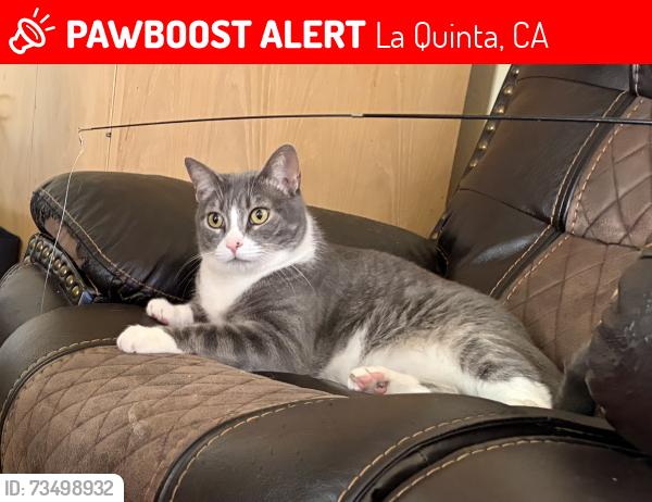 Lost Male Cat last seen Sonora and Avenida Ramirez, La Quinta, La Quinta, CA 92253