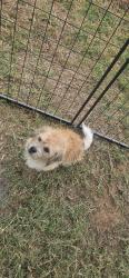 Found/Stray Female Dog last seen Hwy 933 & hcr 1240, Hill County, TX 76692