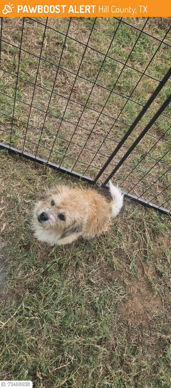 Found/Stray Female Dog last seen Hwy 933 & hcr 1240, Hill County, TX 76692