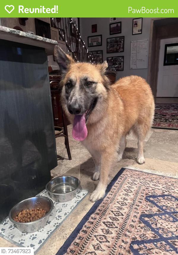 Reunited Female Dog last seen Hwy 20 & Bay Drive Niceville, Niceville, FL 32578