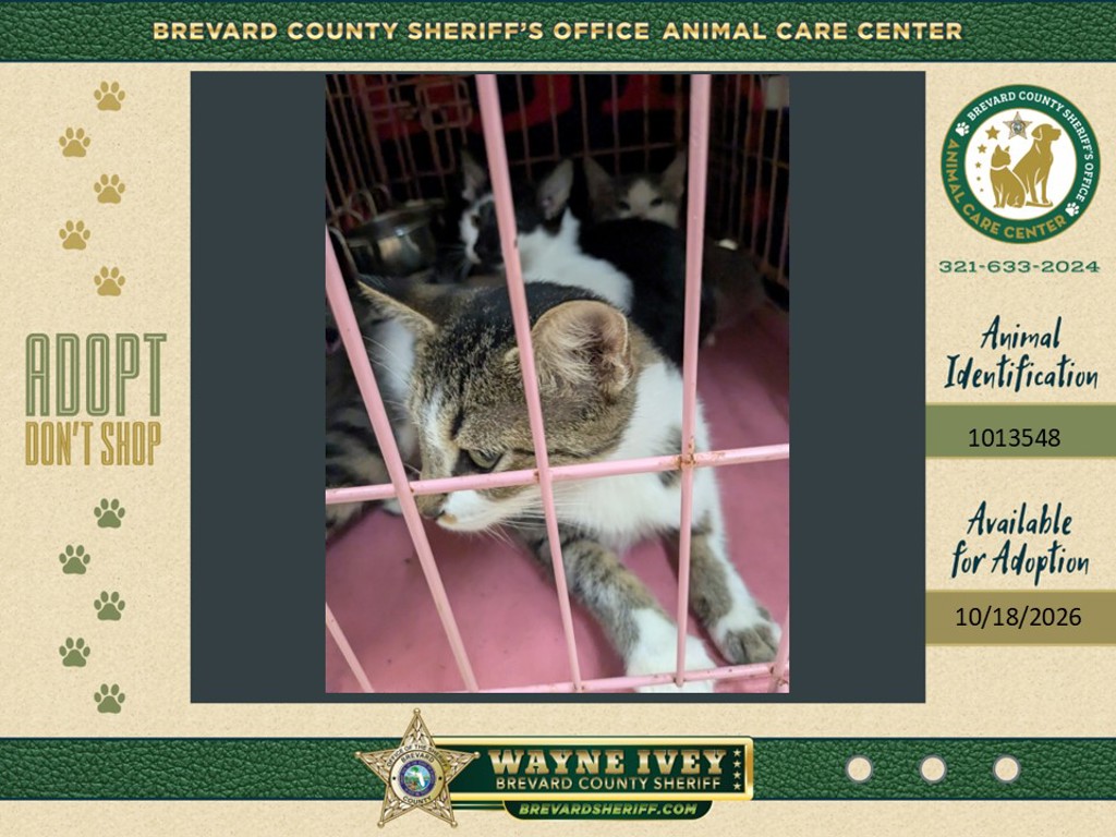 Shelter Stray Female Cat last seen Near Old Dixie Highway, TITUSVILLE, FL, 32796, 5100 W Eau Gallie Blvd, Melbourne, FL 32934, USA
