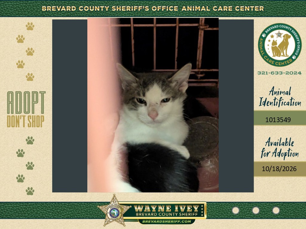 Shelter Stray Male Cat last seen Near Old Dixie Highway, TITUSVILLE, FL, 32796, 5100 W Eau Gallie Blvd, Melbourne, FL 32934, USA