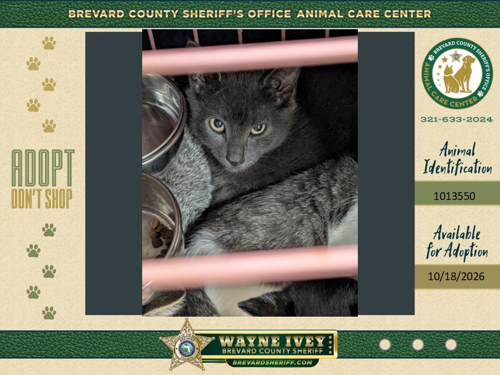Shelter Stray Male Cat last seen Near Old Dixie Highway, TITUSVILLE, FL, 32796, 5100 W Eau Gallie Blvd, Melbourne, FL 32934, USA