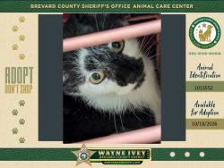 Shelter Stray Male Cat last seen Near Old Dixie Highway, TITUSVILLE, FL, 32796, 5100 W Eau Gallie Blvd, Melbourne, FL 32934, USA
